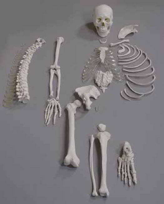 Human Disarticulated Skeleton, half